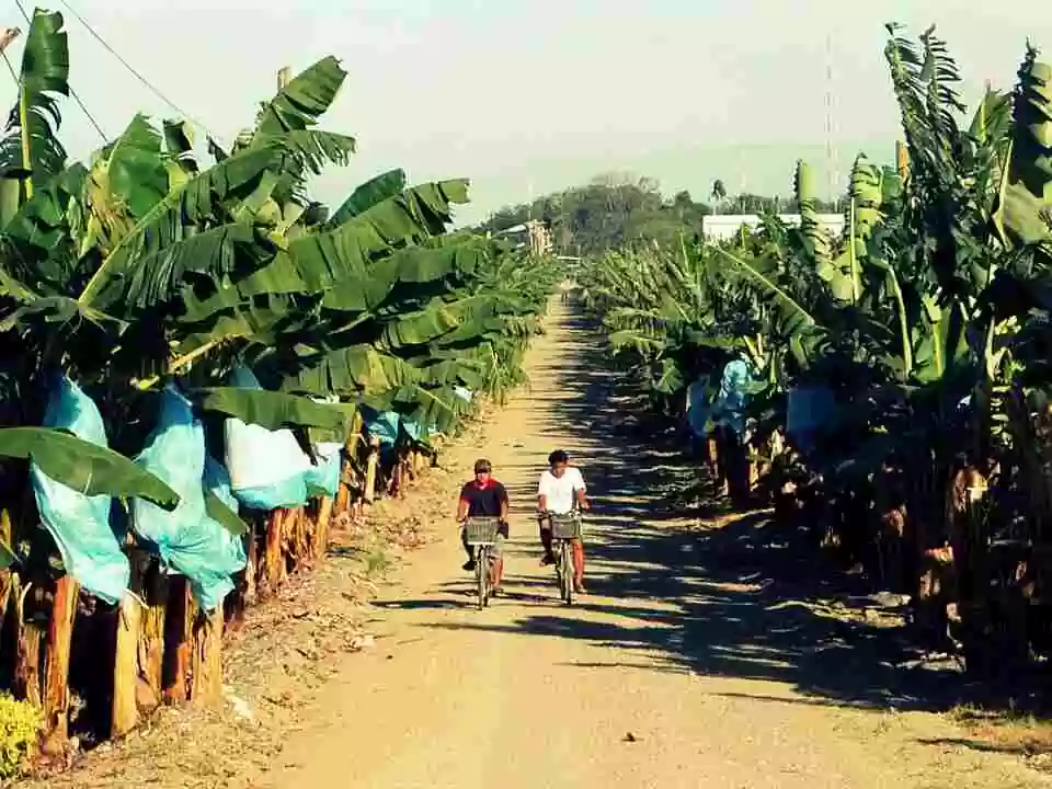 Banana plantations in Panabo City
