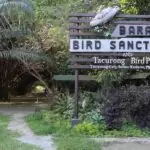 Baras Bird Sanctuary in Tacurong city, Sultan Kudarat, Philippines.
